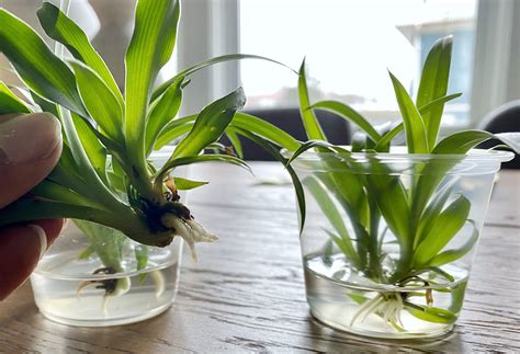 how to propagate a spider plant 12