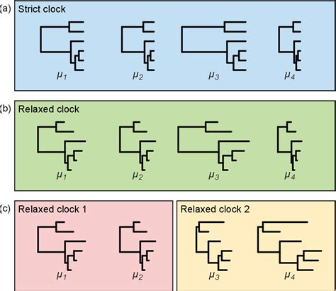 Pdf Molecular Clock Models For Estimating Evolutionary Rates And