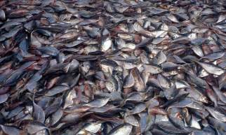 Overfishing: Overfishing: What is it?