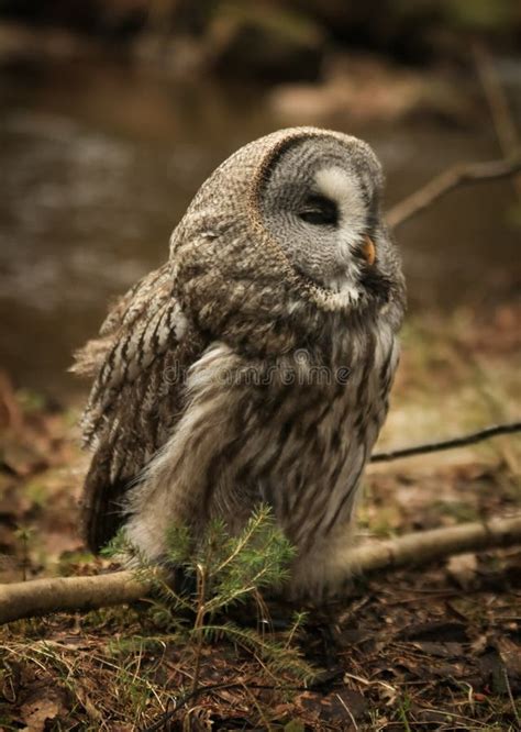 Great Grey Owl Strix Nebulosa Summer Forest Stock Image Image Of