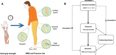 Frontiers Causal Associations Of Hand Grip Strength With Bone Mineral