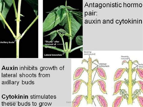 Plant Growth Regulators Cytokinins Ppt