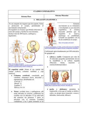 Calaméo Cuadro Comparativo Sistema Oseo Y Muscular Morfofisiología