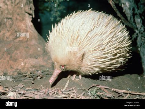 Short-beaked Echidna (Tachyglossus aculeatus) albino portrait ...