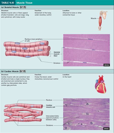 Muscular Tissue Functions