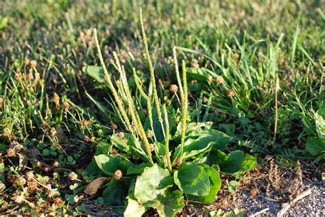 Comment reconnaître les mauvaises herbes au jardin photos