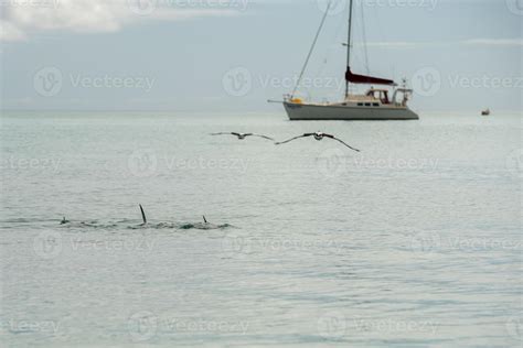 monkey mia dolphins near the shore 12250135 Stock Photo at Vecteezy