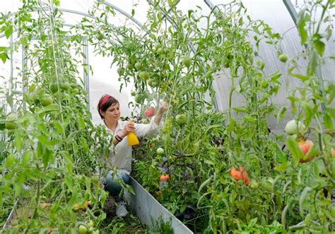 Uma mulher agricultora trabalhando em estufa orgânica Mulher