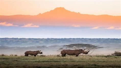 Safari dans la réserve naturelle d Ol Pejeta depuis Nairobi GetYourGuide