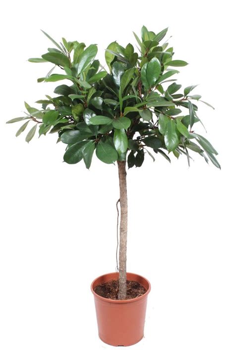 Ficus Cyathistipula Kamerplant Van Cm Kopen Planten Nl Ficus