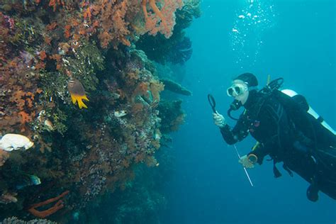 Wakatobi Diving