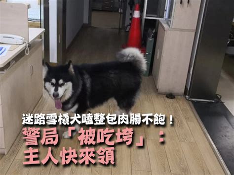 影／迷路雪橇犬嗑整包肉腸不飽！ 警局「被吃垮」：主人快來領 Ettoday寵物雲 Ettoday新聞雲