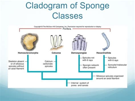 Class Hexactinellida Spicules