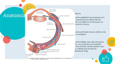 SOLUTION Conjuntiva Y Anatomia Presentacion Studypool