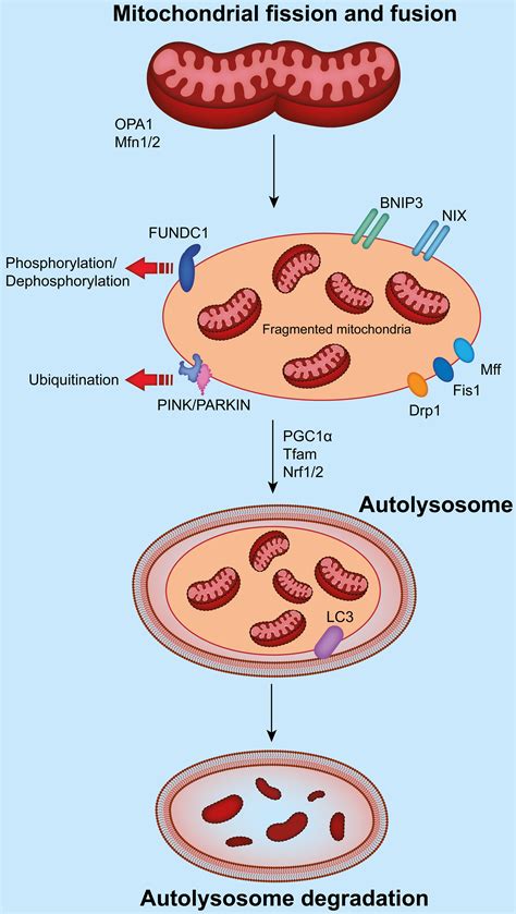 Role Of Mitochondria In The Chronification Of Inflammation Focus On