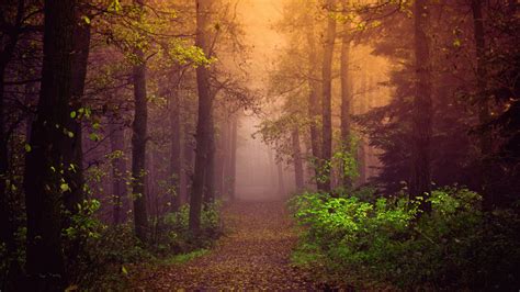 Autumn Wallpaper 4K, Mist, Forest, Path, Trees, Fog