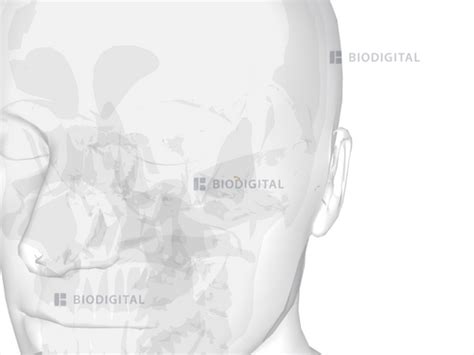 Left stapes | BioDigital Anatomy