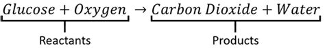 Respiration - Key Stage Wiki