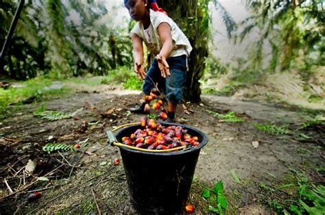 Disetujui Segini Harga TBS Kelapa Sawit Petani Mitra Swadaya Riau Pada