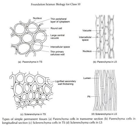 Wiring And Diagram Diagram Of Xylem Parenchyma