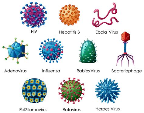 Most Common Types Of Viruses