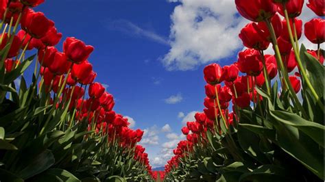 Tulips HD Wallpapers