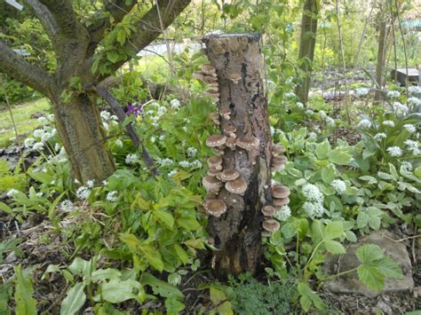 Shiitake Mushroom The Wonder Mushroom Quick Asian Recipes