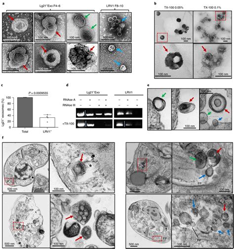 Lg Exosomes Surround Lrv Like Particles And Protect The Viral