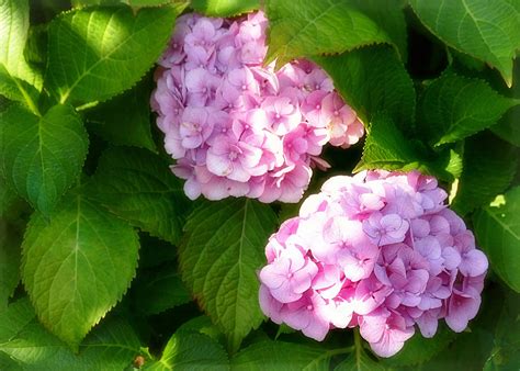 Листья гортензии (67 фото)