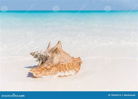 Beach Shell Ocean Conch Copyspace Background Stock Photo Image Of