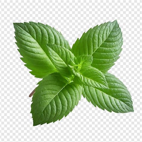 Premium PSD Fresh Mint Leaves Png Isolated On Transparent Background