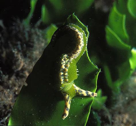 Un Incredibile Viaggio Sotto I Mari Della Gallura Un Mondo Pieno Di