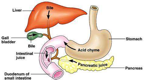 Digestion in the Small Intestine