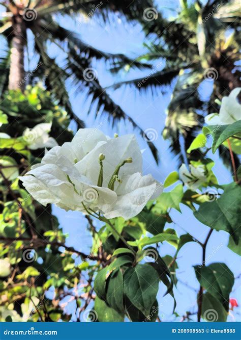 White Bougainvillea Flowers In Rays Of Sunlight Stock Image Image Of