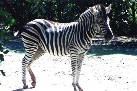 Plains Zebra - Facts, Habitat, Diet, Life Cycle, Pictures, and More