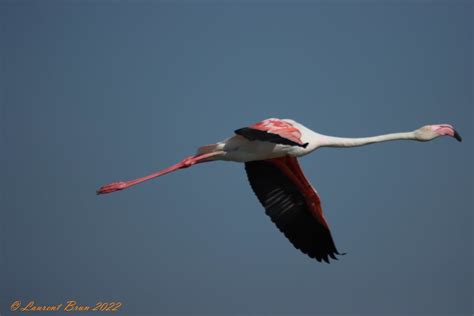 Img C I Flamant Rose Phoenicopterus Roseus Laurent Brun Flickr