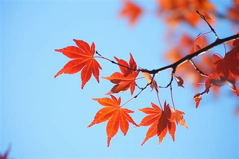 Flying Leaves In The Wind Leaves Leaf Leaves Set PNG Transparent