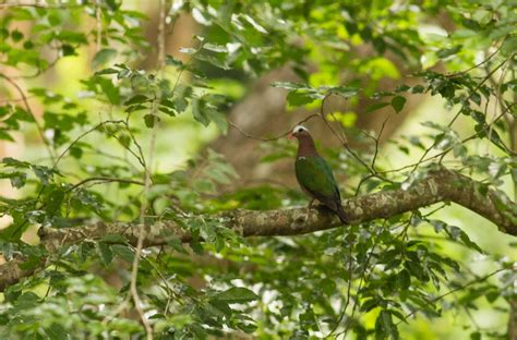 One million bird records from Tamil Nadu - Bird Count India