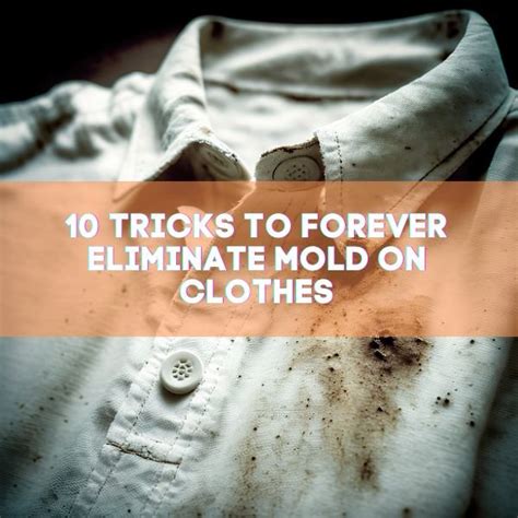 10 Tricks Mold On Clothes To Forever Eliminate 2024