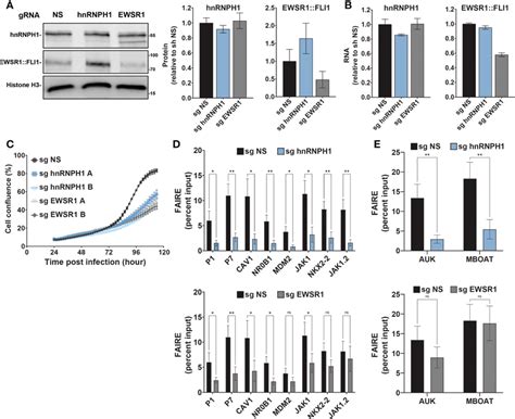 Hnrnph1 Knockdown Recapitulates The Effect Of Ms0621 On Ewing Sarcoma