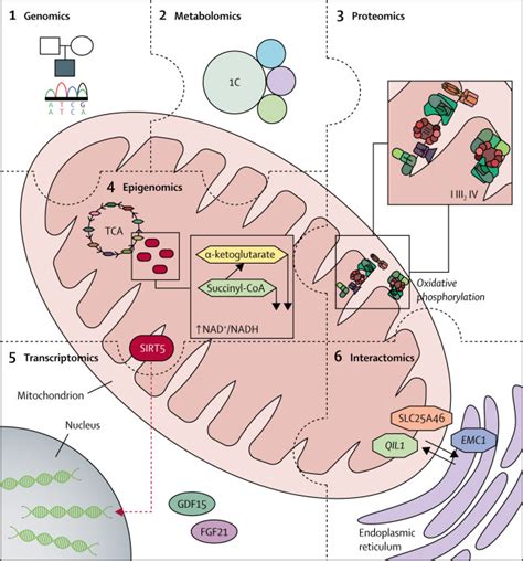 Mitochondrial Medicine In The Omics Era The Lancet