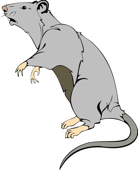 Rat clipart picture – Clipartix