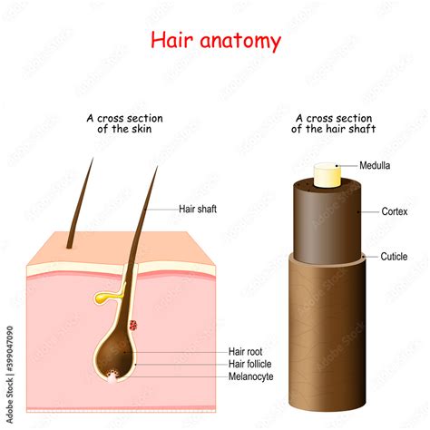 Hair Anatomy Cross Section Of The Skin With Melanocytes Hair Root