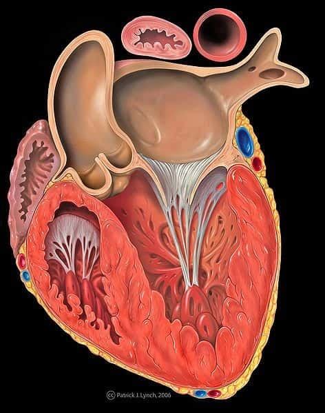 D Finition Myocarde Caract Ristiques Et R Le