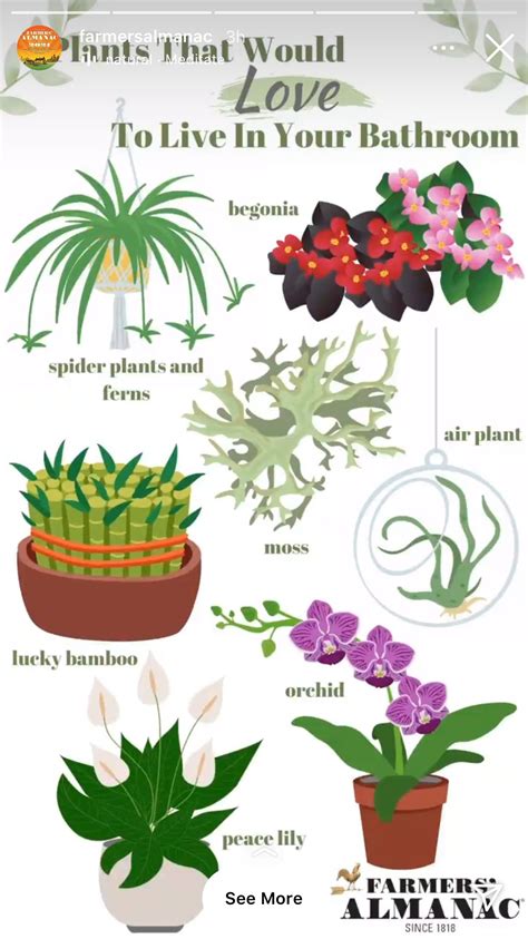 Pin By Erin Dodds On Indoor Plants In 2024 Plants Plant Care