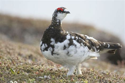 Rock ptarmigan - Alchetron, The Free Social Encyclopedia