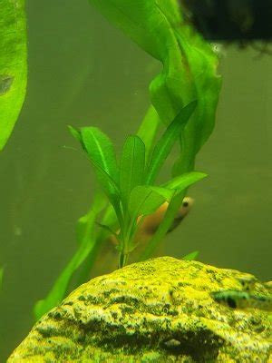 Gallon Bowfront Planted Betta Sorority Community Tank The