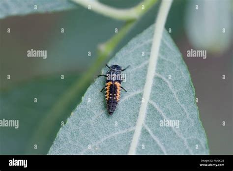 Harlequin ladybird larvae, Harmonia axyridis Stock Photo - Alamy