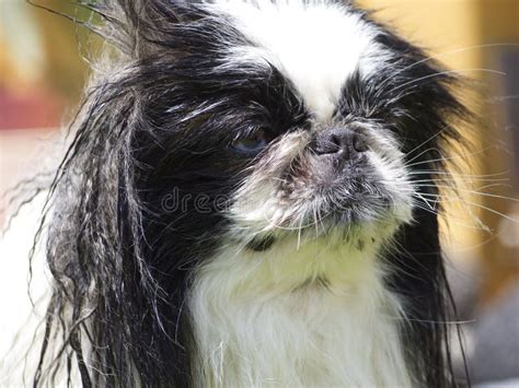 Pekingese Stock Image Image Of Eyes Animal Cuddles 146473403