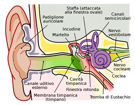 Lorecchio Conosciamo Meglio Lapparato Uditivo Istituto Acustico Maico